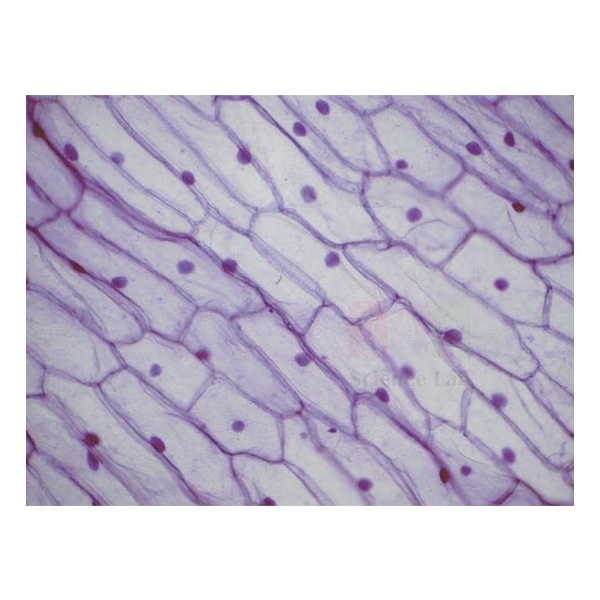 Beginners Microscope Slide Set